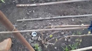 Виноград,  подвязка к проволоки  лоз после открытия. Второй день.