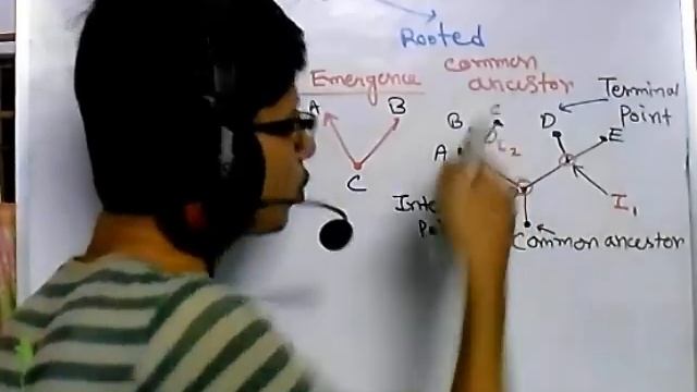 Phylogenetic tree смотреть онлайн