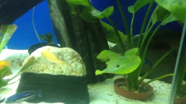 Африканские цихлиды смотреть онлайн