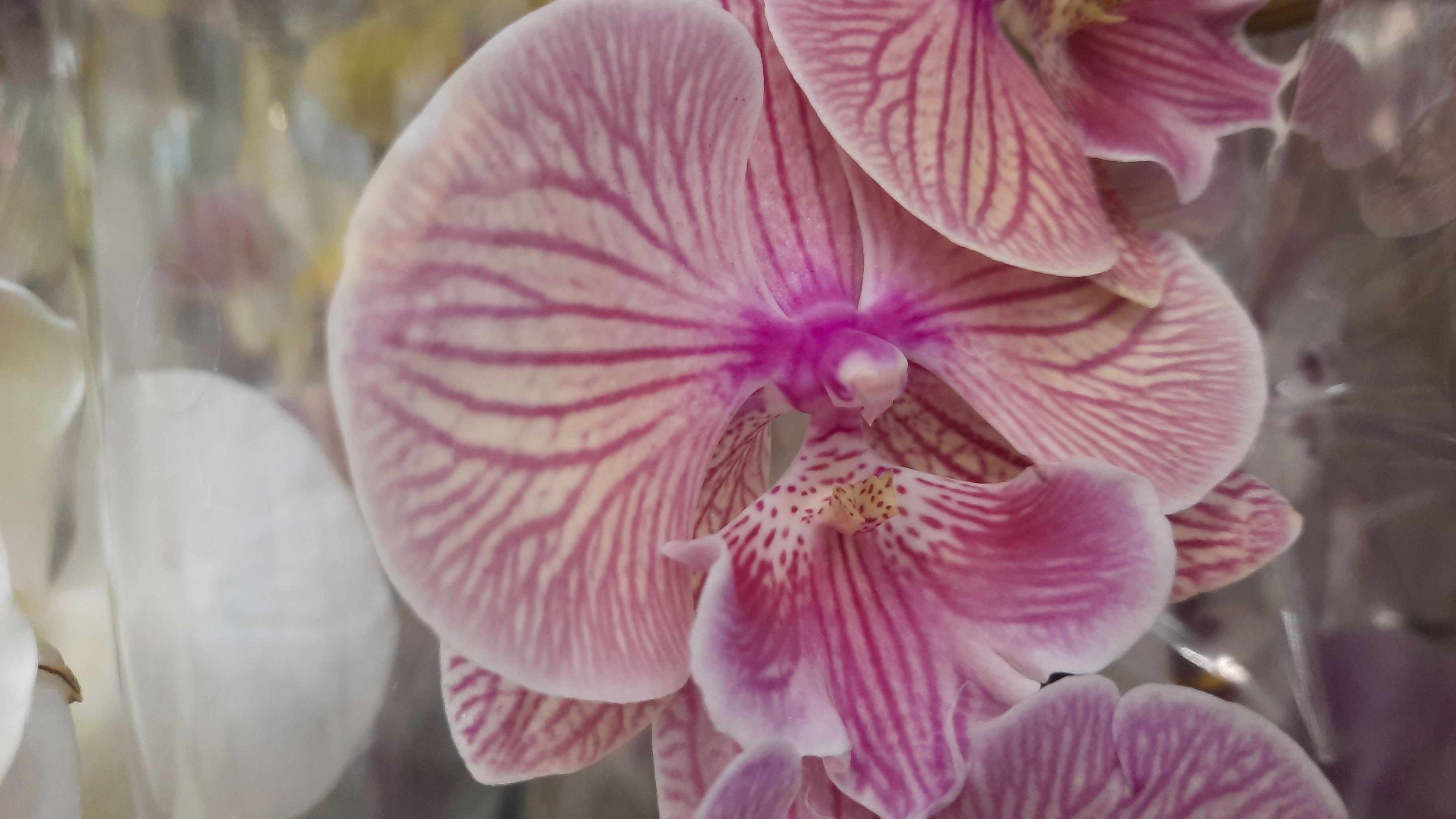 ОРХИДЕИ В ЛЕРУА //18.01.24// смотреть онлайн