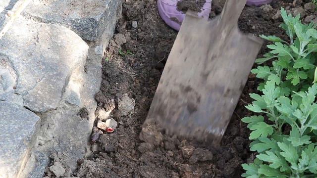 Як доглядати за тюльпанами після цвітіння смотреть онлайн