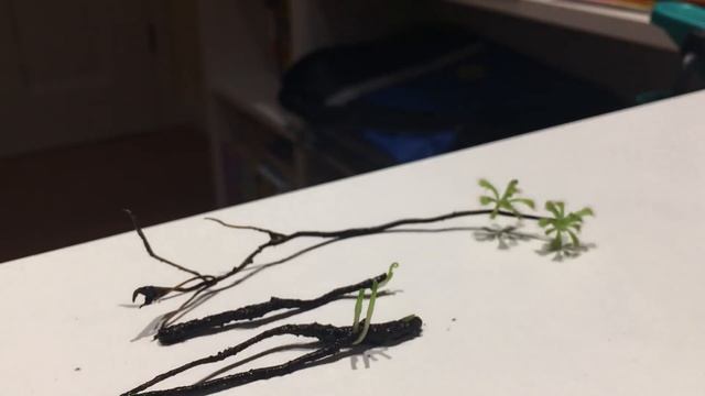 Nepenthes/Kannenpflanzen Samen aussäen + Keimung | Nepenthes rafflesiana keimt | Tutorial | Karnico смотреть онлайн