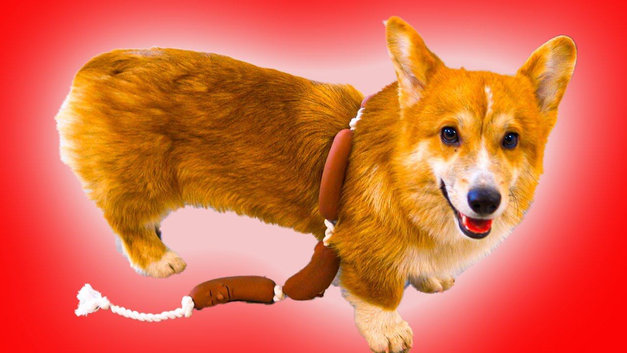 Корги Коржик - ВОЛОСАТАЯ СОСИСКА! Все серии весны подряд!! смотреть онлайн