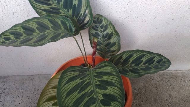 Calathea Makoyana Plant Care Guide || Peacock Plant Care Guide смотреть онлайн