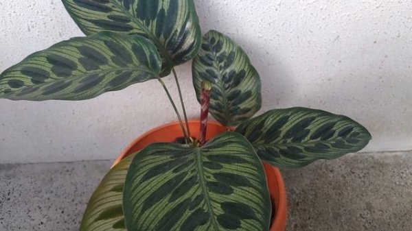 Calathea Makoyana Plant Care Guide || Peacock Plant Care Guide