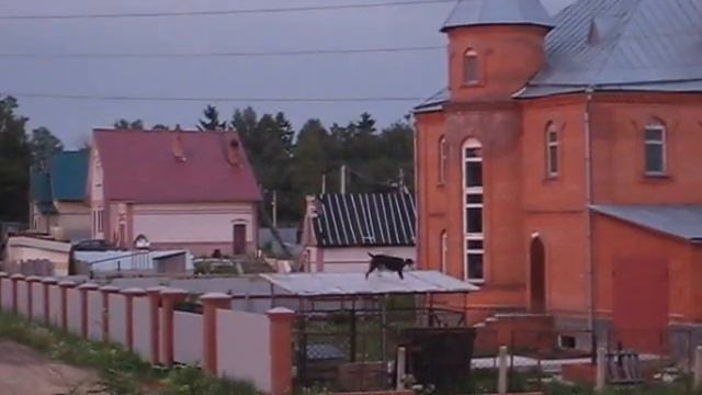 Алабай на заборе смотреть онлайн