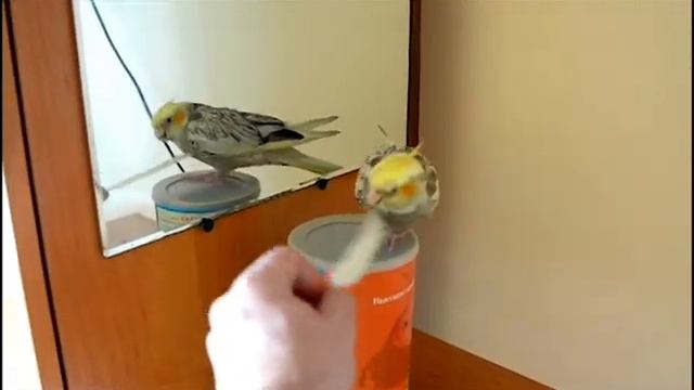 Попугай корелла балуется. смотреть онлайн