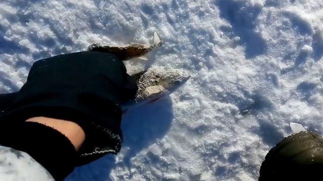 Свердл.обл. Каменский район. с.Рыбниковское озеро Сунгуль. Ловля Окуня смотреть онлайн