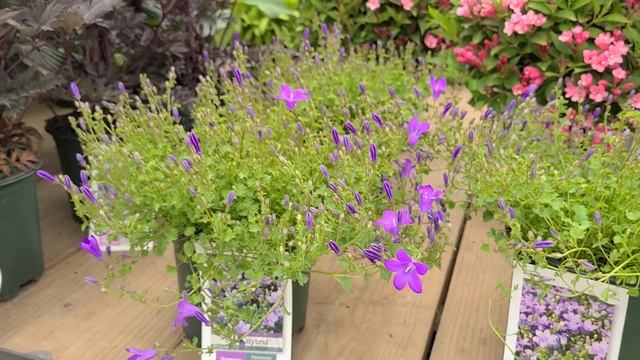 Campanula 'Birch Hybrid' (Bellflower) // Outstanding Performer, The BEST Bellflower we grow! смотреть онлайн