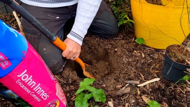 How To Plant And Grow The Star Magnolia - Magnolia Stellata