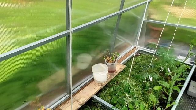 01.06.22.Дача.полив всех в теплице ..скошенная трава как мульча для растений. смотреть онлайн