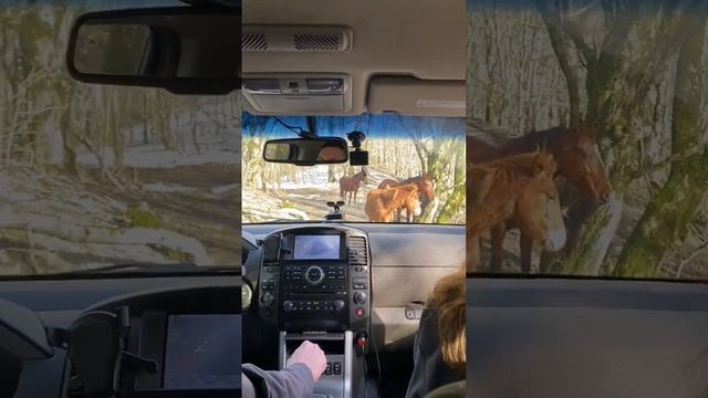 Лошади перекрыли нам дорогу. смотреть онлайн