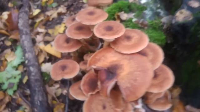 Opieńka ciemna (Armillaria ostoyae) Jaworzno смотреть онлайн
