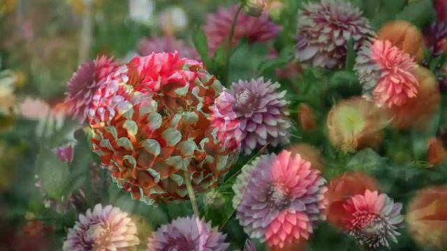 Dahlia Garden of the Golden Gate Park смотреть онлайн