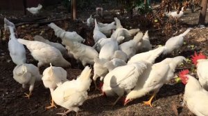 Куры Легорн, плюсы и минусы этой породы.