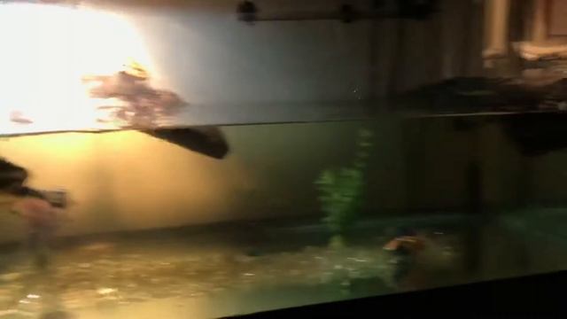 Updated turtle tank setup + new turtles смотреть онлайн