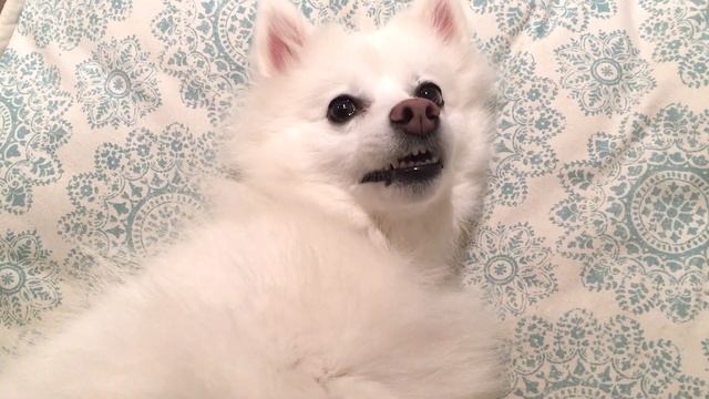My American Eskimo Dog Is Acting Weird смотреть онлайн