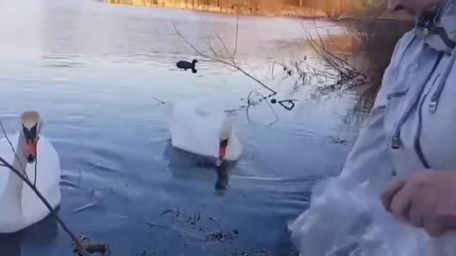 #лебеди#красиваяпесня Покормите белых лебедей! смотреть онлайн