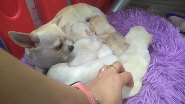 как забронировать щенка чихуахуа в питомнике Кастропуло Крым Симферополь купить,продам,резерв смотреть онлайн