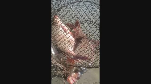 ловля леща в глухом коряжнике.mp4 смотреть онлайн