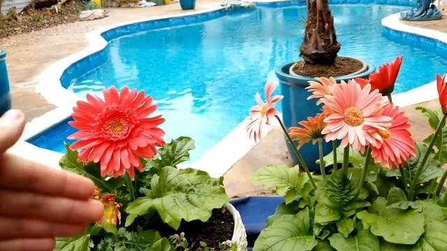 Gerber Daisies! How to Grow || Plant Spotlight смотреть онлайн