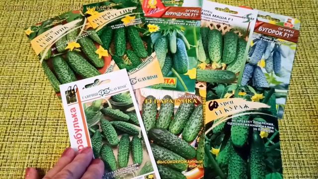 Обзор НОВЫХ гибридов ОГУРЦОВ.??Сезон 2023. Где я покупаю семена. смотреть онлайн