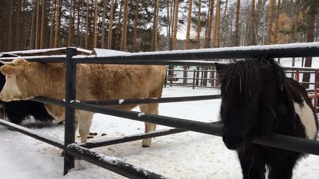 Какие звери живут в зоопарке Новообзаково? Часть 2 поездки мастерицы Настюши в Абзаково. смотреть онлайн