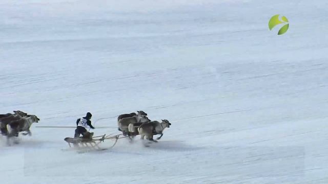 Изьватас олэм: "День оленевода в окружном центре" 31 03 21г. смотреть онлайн