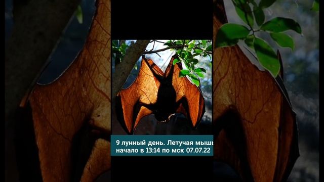 07.07.2022 Луна в знаке Весов. В 13:14 по мск начинается 9 лунный день. Символ Летучая мышь смотреть онлайн