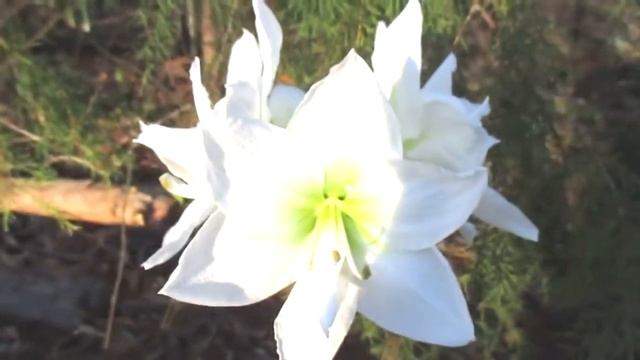 Амариллис Арктик Нимф смотреть онлайн