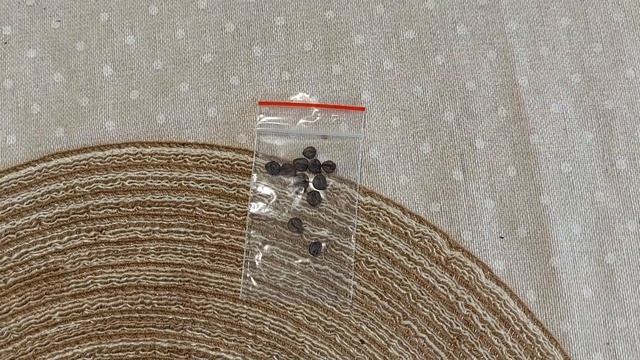 Купить альбуку - семена или взрослую？ смотреть онлайн