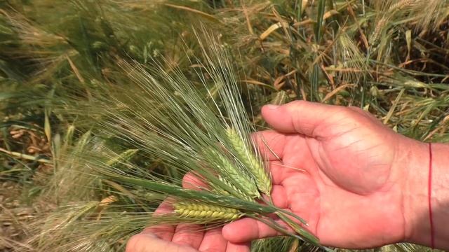 Презентация компании Экохарвест 2023 смотреть онлайн