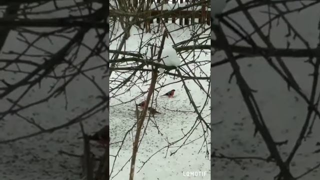 Снегири вернулись. В Ленинградской области появились снегири, очень давно их не видели. смотреть онлайн