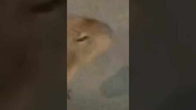 квинка слоумо в анана идите????? смотреть онлайн