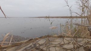 Охота на утку и гуся при западном ветре на раскатах Астраханской области 12-14 ноября 2021 года