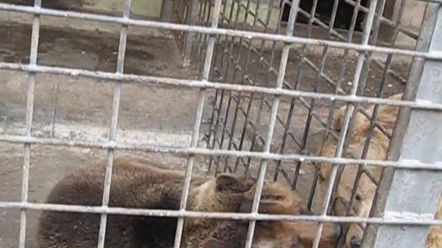 Мишкина любовь смотреть онлайн