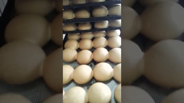 RM Forni 2017 смотреть онлайн