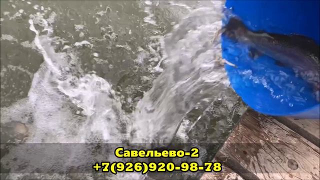 Форель. Савельево-2. Рыбалка. смотреть онлайн