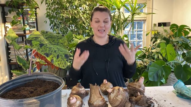 🍃How to Plant Elephant Ears - Y Garden 🍃 смотреть онлайн