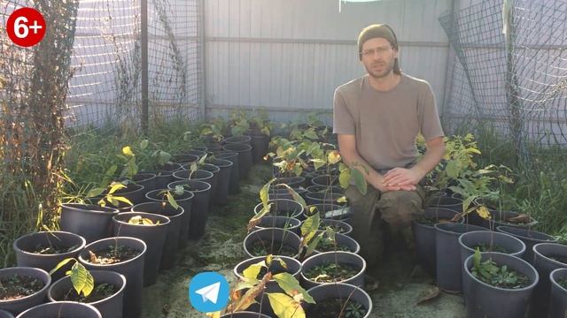 Купить саженцы Азимины, Гинкго Билоба, Павловнии и другие. смотреть онлайн