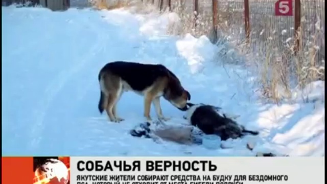 Якутский Хатико