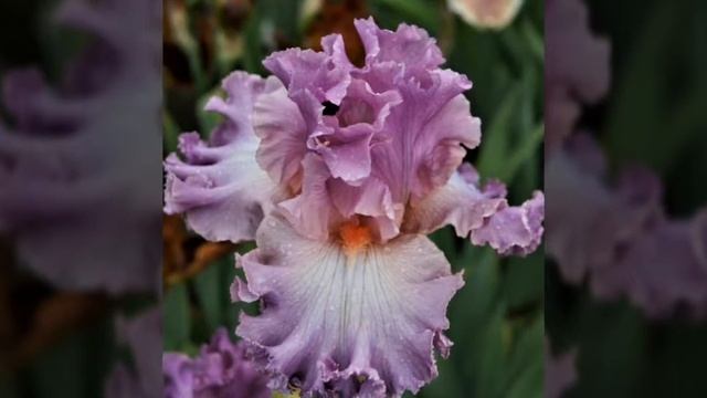 Мир цветов Елены Сыроты - ирисы смотреть онлайн