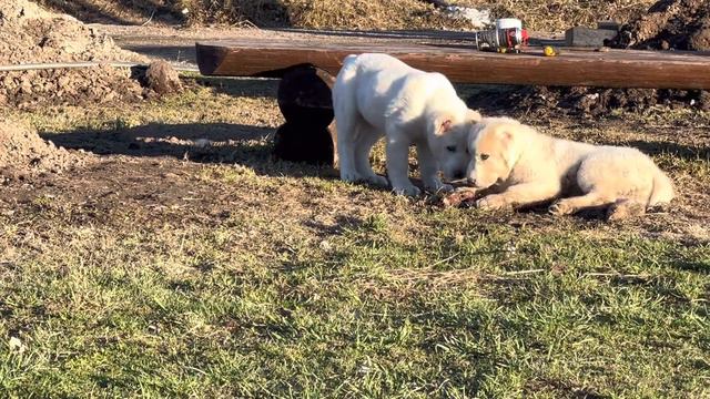 Среднеазиатская овчарка щенки алабай продажа 89111324532 https://vk.com/svetlost1984 доставкаиз СПб смотреть онлайн