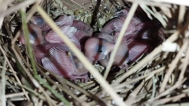 My Fawn Java and White Java Breeding Progress Fawn Java Pathe Available in Urdu смотреть онлайн