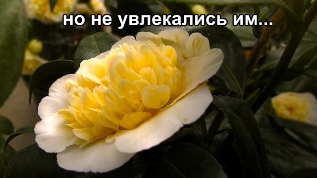 Камелия Легенды о цветах смотреть онлайн