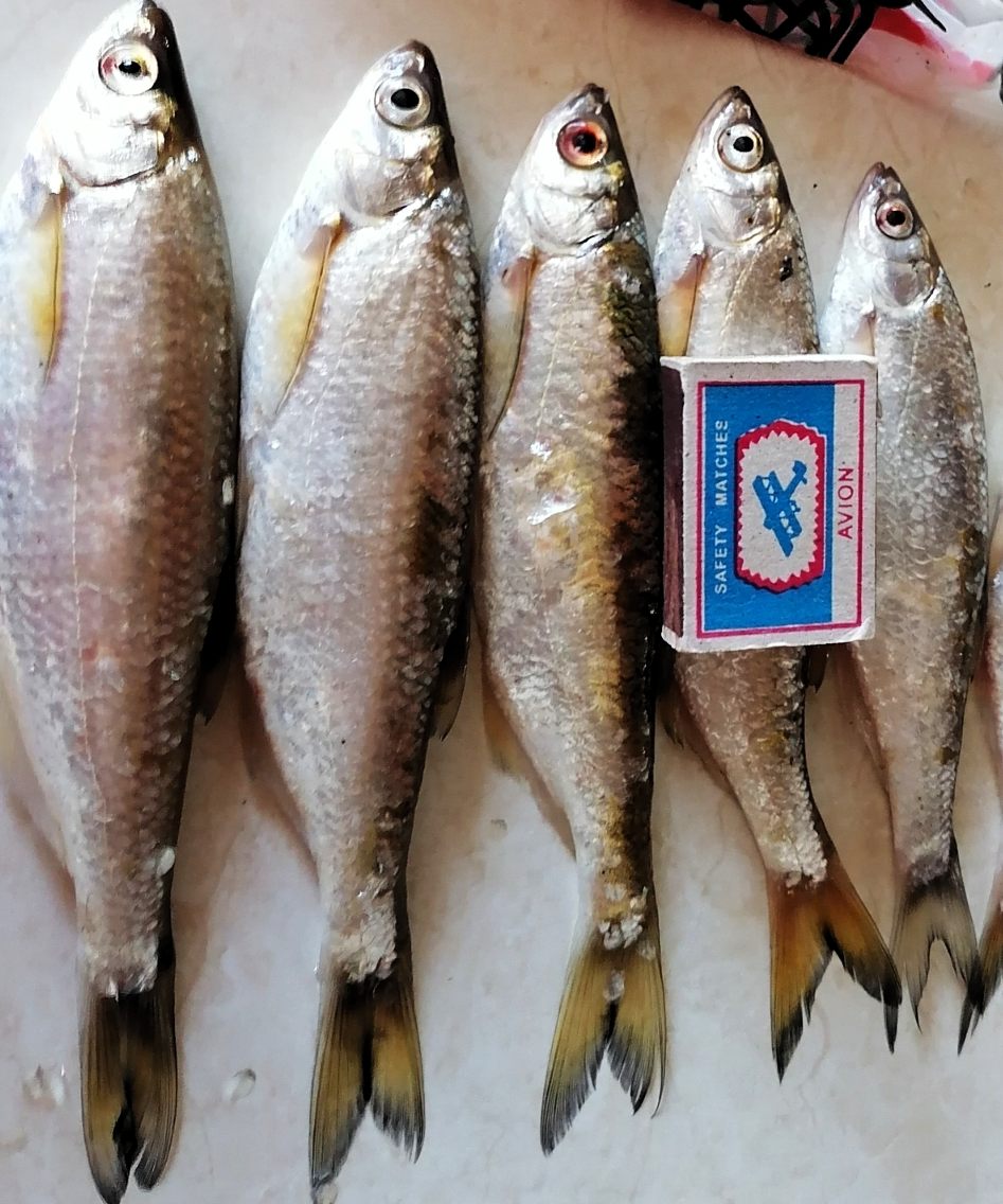 Рекордная уклейка гнет удочку #shorts смотреть онлайн