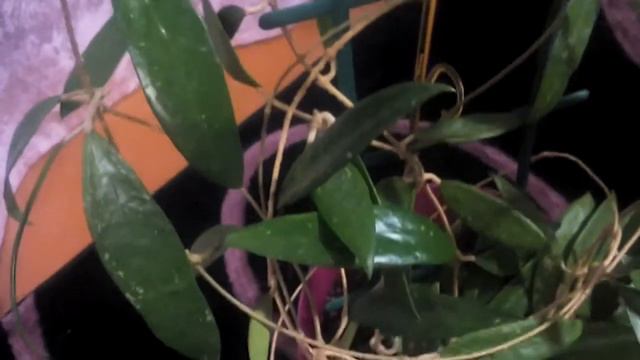 Хойя Parasitica Northarbli