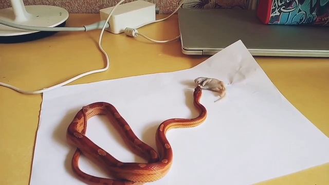 КОРМЛЕНИЕ МАИСОВОГО ПОЛОЗА//КАК//ЧЕМ//КАКОГО РАЗМЕРА? смотреть онлайн