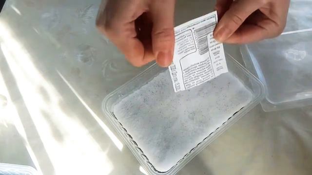 ПОСЕВ ПЕТУНИИ удается всегда. Будете с цветами