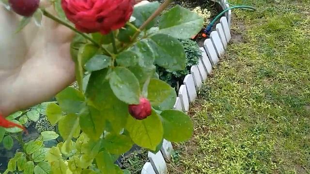 И еще о ней Роза Женевьев Орси и Пиано. смотреть онлайн